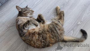 Photo №2 de l'annonce № 143397 de la vente  - acheter à Fédération de Russie annonce privée