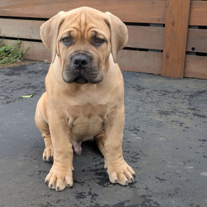 Photo №1. boerboel - à vendre en ville de Alavus | 542€ | Annonce №164565