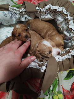 Photo №1. caniche (jouet) - à vendre en ville de Bryansk | 1€ | Annonce №146443