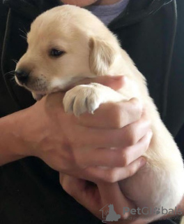 Photo №1. labrador retriever - à vendre en ville de Niagara Falls | 265€ | Annonce №123330