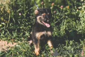 Photo №1. chien bâtard - à vendre en ville de Москва | Gratuit | Annonce №7613