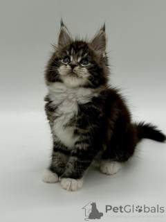 Photo №4. Je vais vendre maine coon en ville de Odessa. éleveur - prix - 1025€