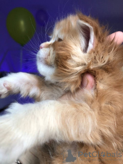 Photo №1. maine coon - à vendre en ville de Regensburg | 400€ | Annonce № 121740