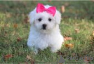 Photo №3. Adorables chiots Bichon frisé mâles et femelles à vendre. La finlande