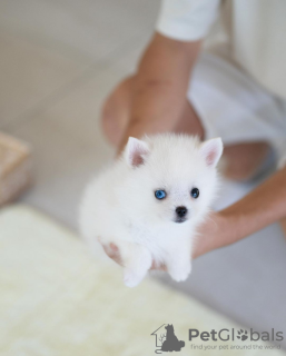 Photo №1. spitz nain, husky de sibérie - à vendre en ville de Paris | négocié | Annonce №85521