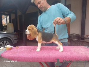 Photo №1. beagle - à vendre en ville de Lajkovac | négocié | Annonce №121724