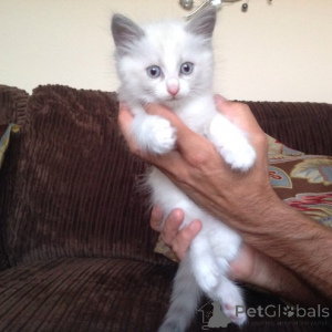 Photo №1. ragdoll - à vendre en ville de Берлингероде | négocié | Annonce № 139936
