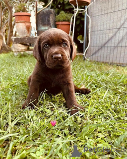 Photo №2 de l'annonce № 139077 de la vente labrador retriever - acheter à Allemagne annonce privée, éleveur