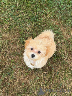 Photo №1. setter gordon - à vendre en ville de Predentorf | négocié | Annonce №176988