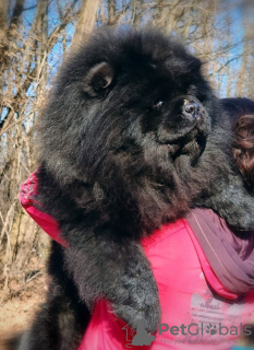 Photo №1. chow-chow - à vendre en ville de Belgrade | négocié | Annonce №113162