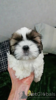 Photo №3. Chiots Shih Tzu de race pure.. La Lettonie