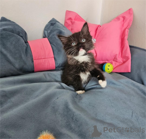 Photo №1. ragdoll - à vendre en ville de Böbingen | 350€ | Annonce № 154439