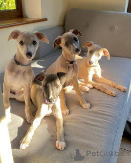 Photo №1. lévrier whippet - à vendre en ville de Anvers | négocié | Annonce №158221