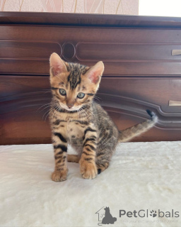 Photo №1. bengal - à vendre en ville de Öhringen | 350€ | Annonce № 149185