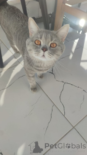 Photo №1. british shorthair - à vendre en ville de Alanya | 194€ | Annonce № 159042