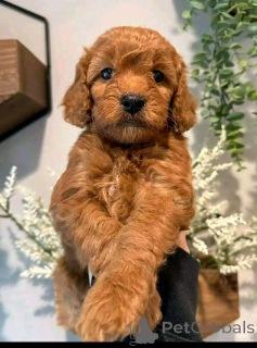 Photo №1. bichon havanais - à vendre en ville de Chicago | 531€ | Annonce №138632