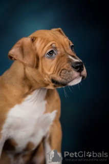 Photo №2 de l'annonce № 42715 de la vente american staffordshire terrier - acheter à Fédération de Russie éleveur