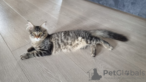 Photo №3. Disponible pour les chatons Armor Maine coon des parents de la classe de race.. Ukraine