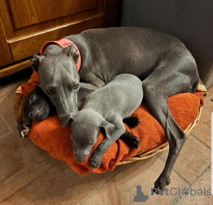 Photo №2 de l'annonce № 159842 de la vente lévrier greyhound - acheter à Les philippines 