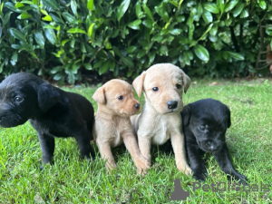 Photo №1. labrador retriever - à vendre en ville de Southampton | 800€ | Annonce №66204