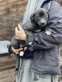 Photo №2 de l'annonce № 159074 de la vente  - acheter à Fédération de Russie annonce privée