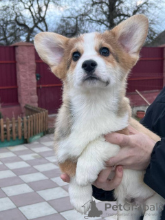 Photo №3. chiot corgi gallois pembroke. Allemagne