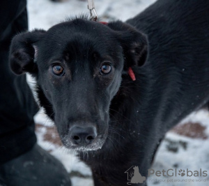 Photos supplémentaires: Merveilleuse et affectueuse chienne Jessie à la recherche d'un foyer !