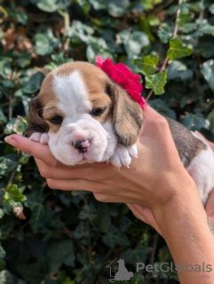 Photo №2 de l'annonce № 115043 de la vente beagle - acheter à USA annonce privée