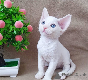 Photo №1. devon rex - à vendre en ville de Porto | négocié | Annonce № 176998