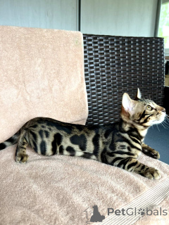 Photo №2 de l'annonce № 168529 de la vente bengal - acheter à Biélorussie de la fourrière, éleveur