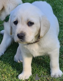 Photo №1. labrador retriever - à vendre en ville de Stockholm | négocié | Annonce №113174