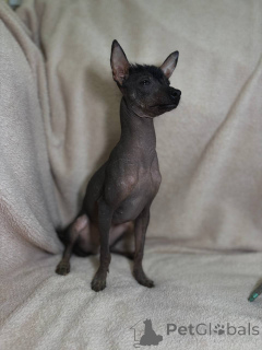 Photo №2 de l'annonce № 169128 de la vente xoloitzcuintle - acheter à Biélorussie éleveur