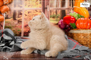 Photo №1. british shorthair - à vendre en ville de Berlin | négocié | Annonce № 165887