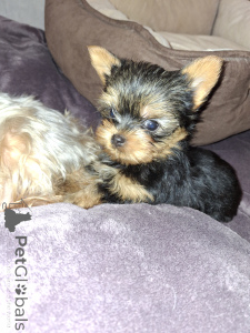 Photo №4. Je vais vendre biewer yorkshire terrier, yorkshire terrier en ville de Riga. annonce privée, de la fourrière, éleveur - prix - 700€
