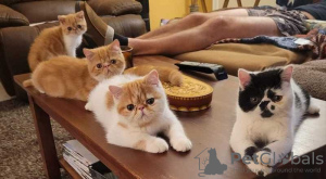 Photo №1. exotic shorthair - à vendre en ville de Varsovie | 250€ | Annonce № 120207