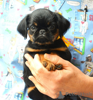 Photo №1. griffon bruxellois - à vendre en ville de Belgrade | négocié | Annonce №176498