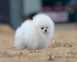 Photo №3. Мини щенки померан Ceval шо шшц с д доентамillage. Allemagne