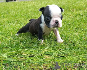 Photo №3. Adorables chiots Boston Terrier en adoption gratuite. Allemagne