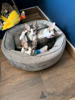 Photo №1. persan - à vendre en ville de Helsinki | 550€ | Annonce № 163744