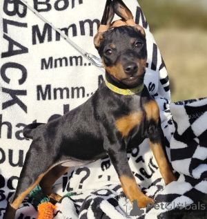 Photo №4. Je vais vendre pinscher miniature en ville de Bobruisk. de la fourrière - prix - négocié