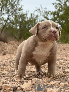 Photo №2 de l'annonce № 151786 de la vente american bully - acheter à Espagne annonce privée, de la fourrière
