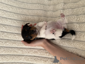 Photo №3. Vente de chiots Jack-Rassel Terrier. Georgia