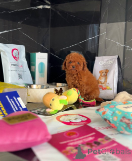 Photo №2 de l'annonce № 158581 de la vente caniche (jouet) - acheter à La Grande-Bretagne annonce privée