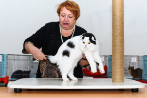 Photo №3. Toilettage des chats en Fédération de Russie