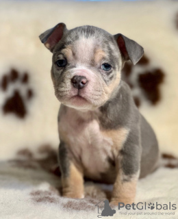 Photo №3. Intimidateur américain. USA