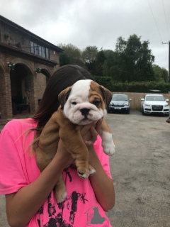 Photo №1. bulldog anglais - à vendre en ville de Амстердам | 400€ | Annonce №124597