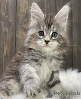 Photo №2 de l'annonce № 163456 de la vente maine coon - acheter à Allemagne éleveur
