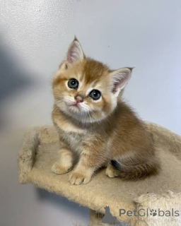 Photo №1. british shorthair - à vendre en ville de Aberdeen | négocié | Annonce № 173768