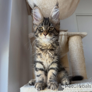 Photo №1. maine coon - à vendre en ville de Stockholm | négocié | Annonce № 171097