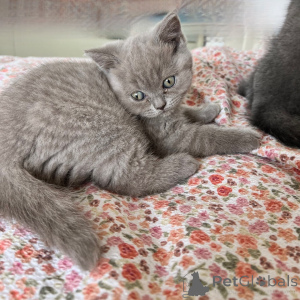 Photo №2 de l'annonce № 169921 de la vente british shorthair - acheter à Allemagne éleveur